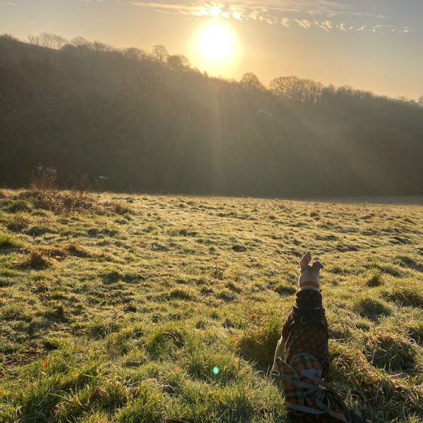 Creating space and time for an affective anthrozoology – developing The Affective&nbsp;Café