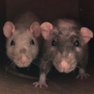 An afternoon with Barbara J. King: Cultivating compassionate living with multispecies&nbsp;kin￼