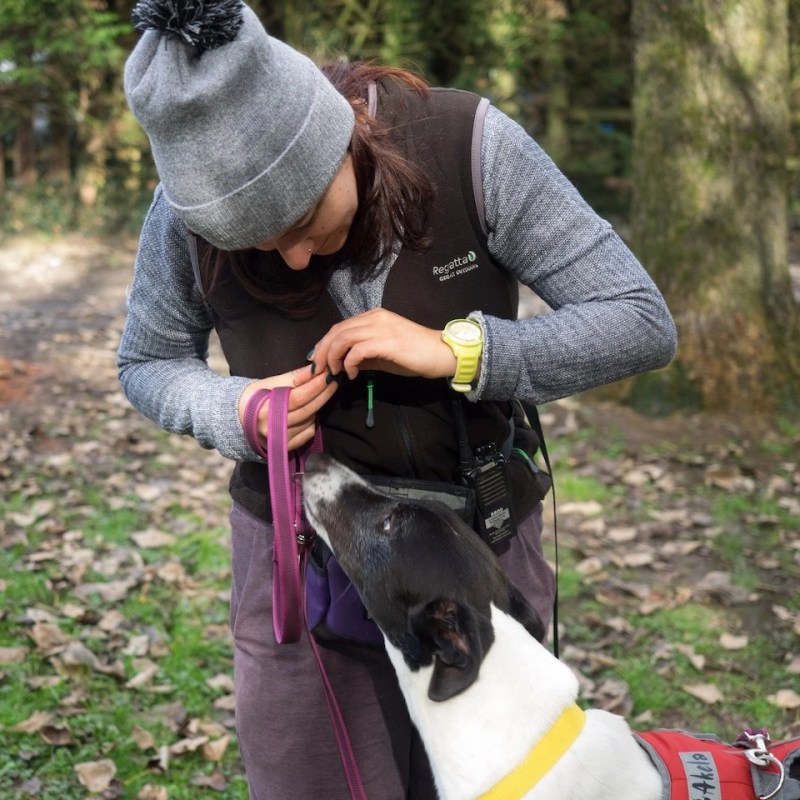 Critical Pet Studies Through a Symbiotic Ethics Lens: A Provocation 