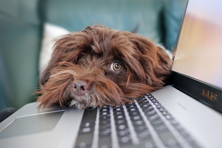 Dog looking at laptop